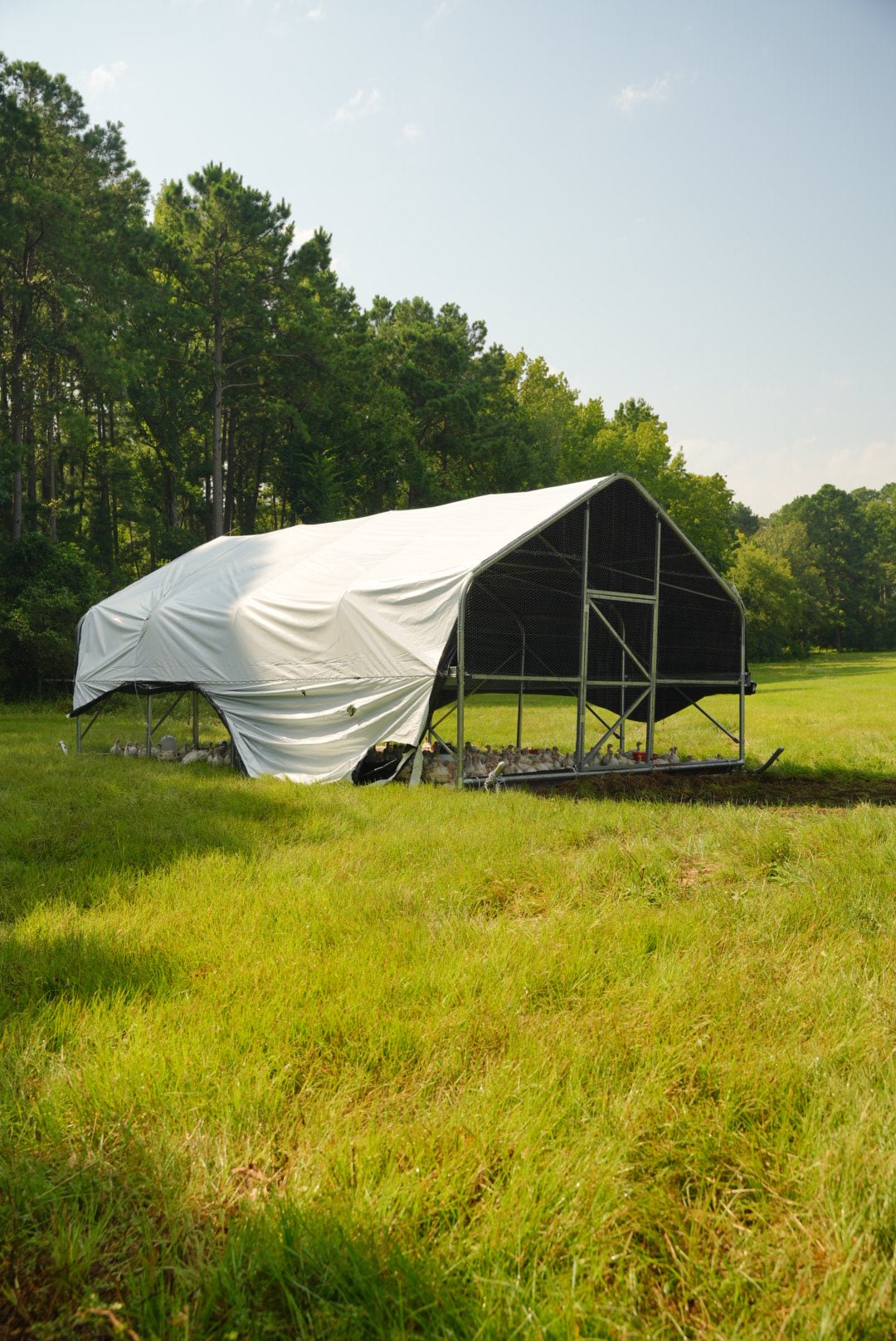 Broad Breasted Turkey - Turkey