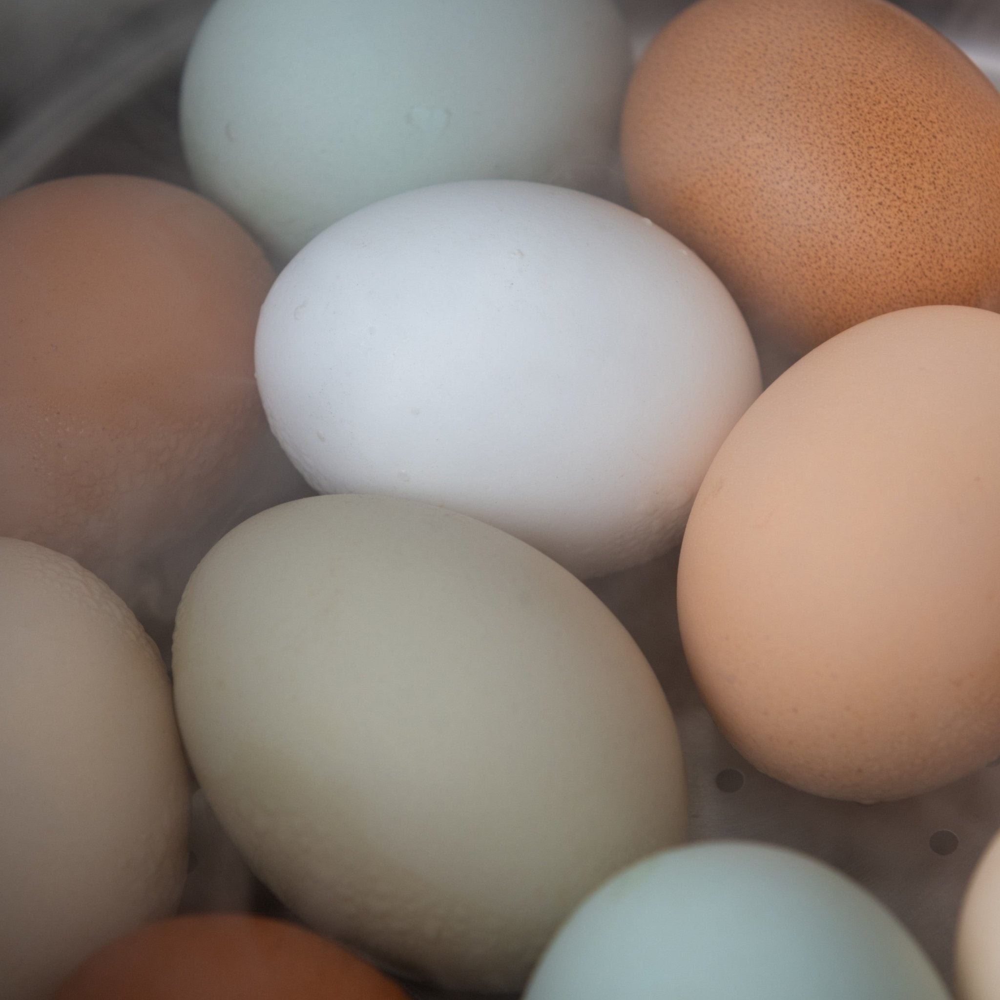 Pasture - Raised, Corn & Soy - Free Eggs (4 - Doz.) - Chicken