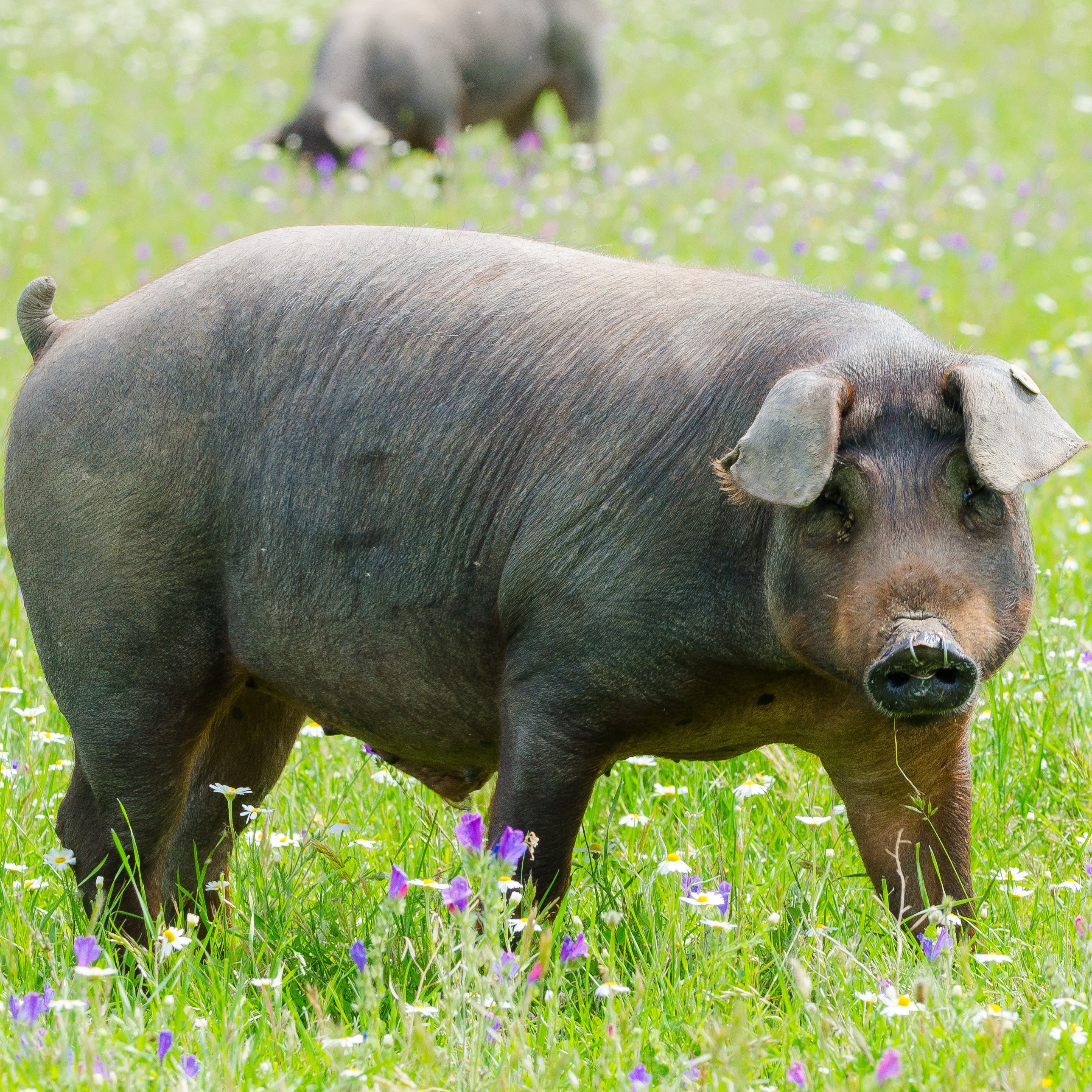 Iberian Pork - Wanted Raw Foods