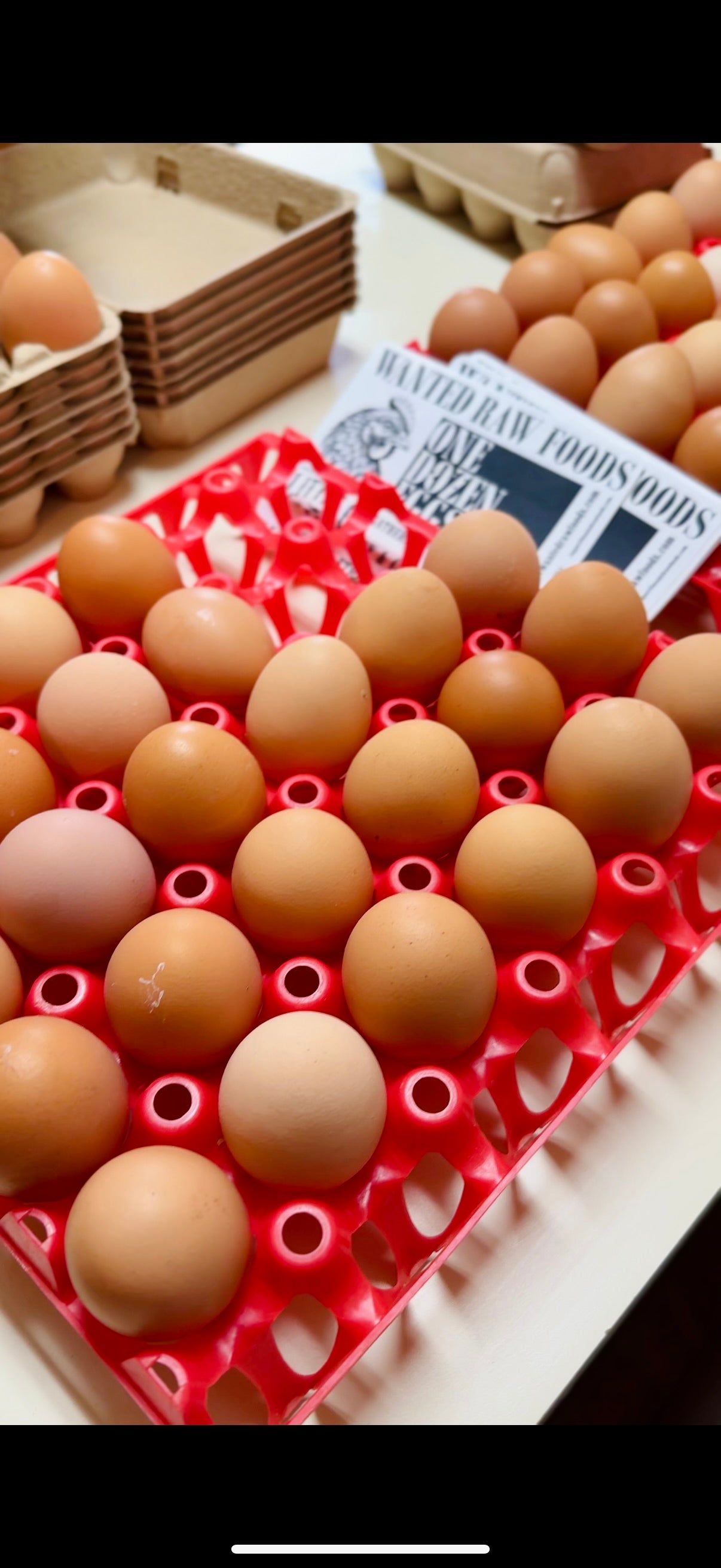 Cleaned Eggs - Ready To Package