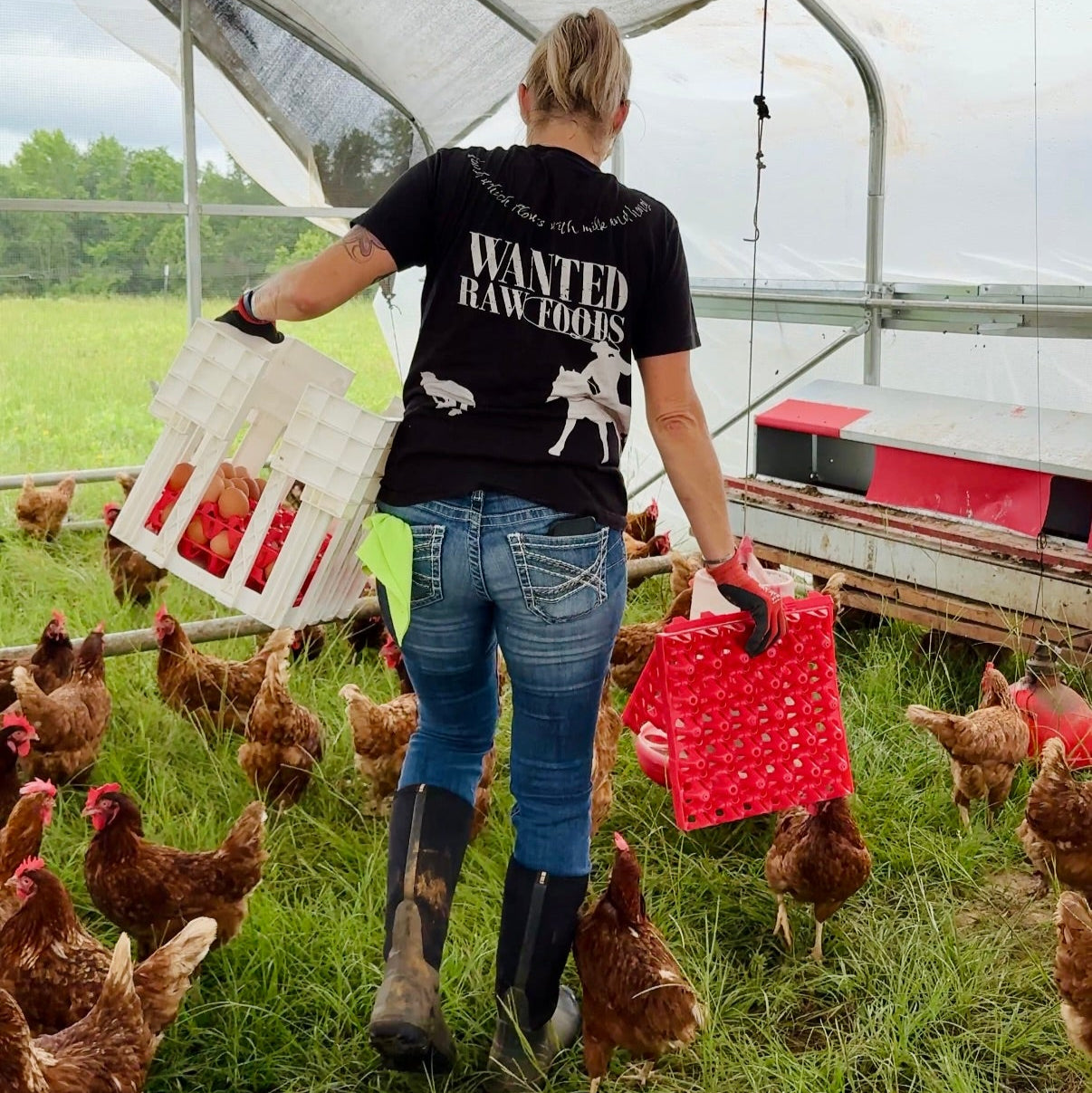 Pasture Grazing Chickens