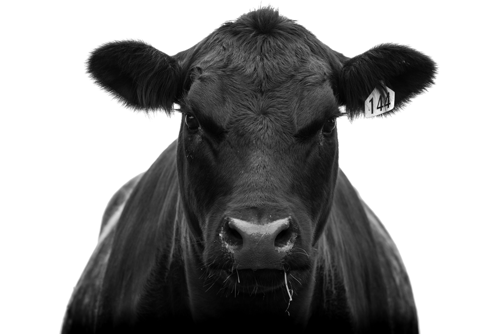 Quarter Black Angus Beef | Grass-Fed, Grass-Finished