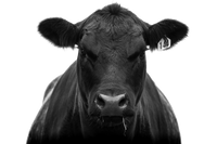 Quarter Black Angus Beef | Grass-Fed, Grass-Finished