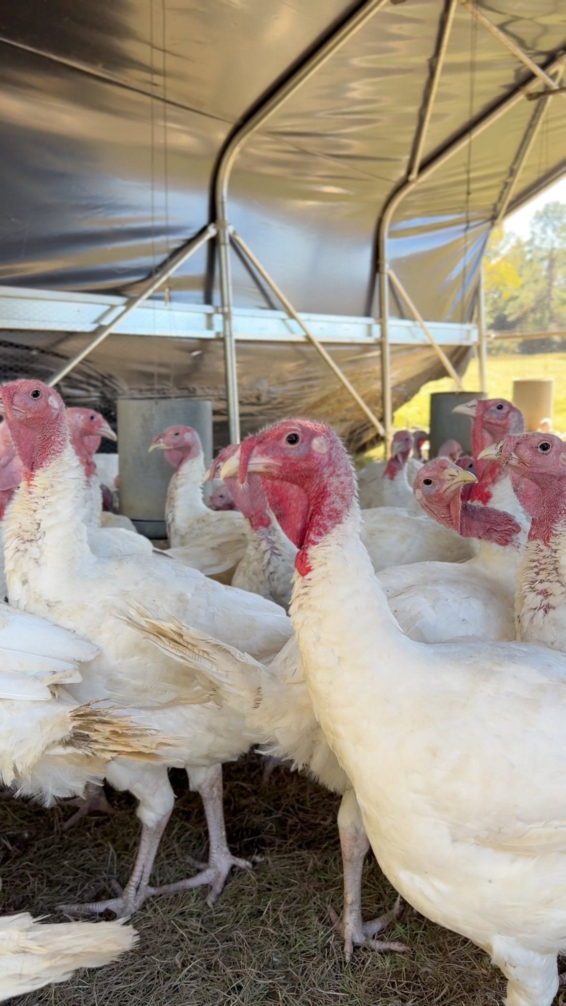 Broad Breasted Turkey - Turkey