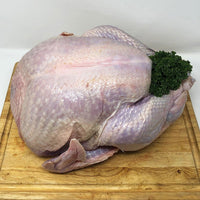 Broad Breasted Turkey