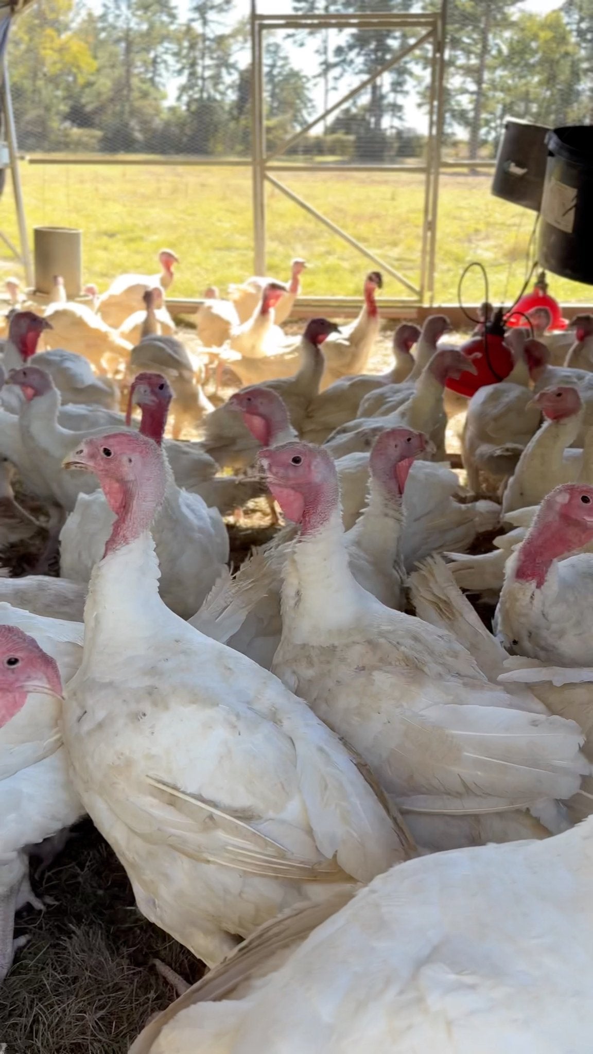 Broad Breasted Turkey - Turkey