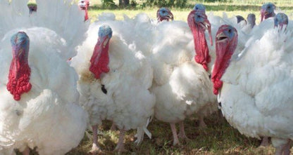 Broad Breasted Turkey - Turkey