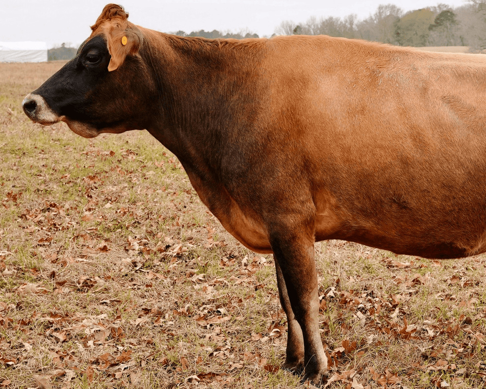 Bovine Herdshare