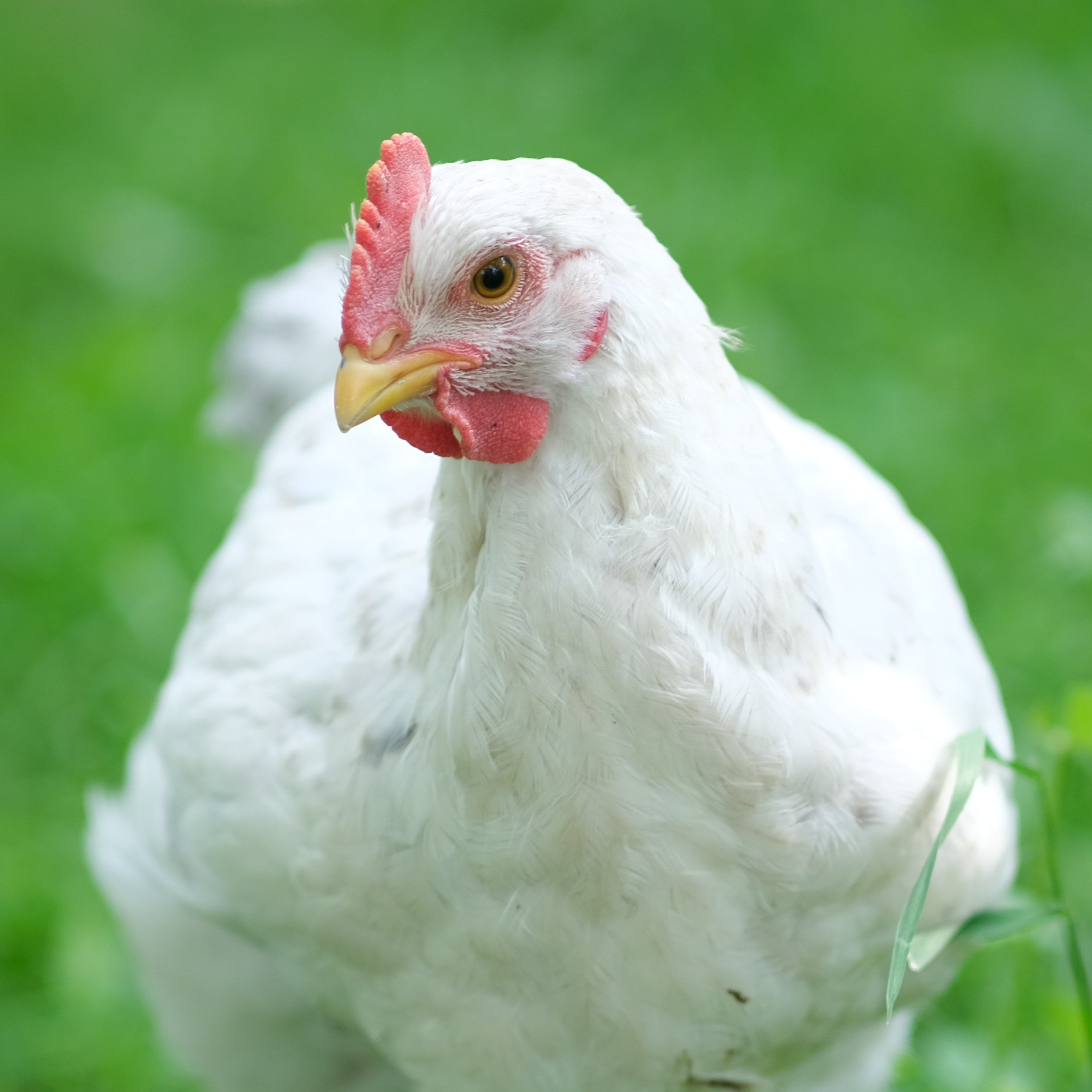 pastured-chicken-cropped.jpeg__PID:839df758-14b5-41a2-a15b-47d17eb08a94